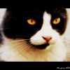 Photo de Ponpon