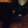 Photo de Cacao
