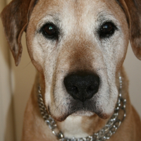 Photo de profil de Mickey