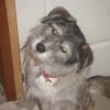 Photo de Nala 