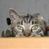 Photo de Vagabond