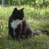 Photo de Boulette