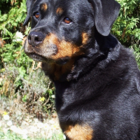 Photo de profil de Ridjie