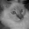 Photo de Dalton