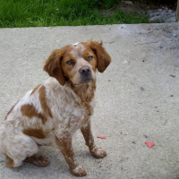Photo de profil de Simba