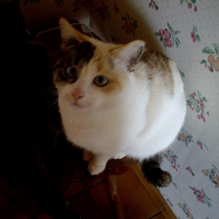 Photo de profil de Nina