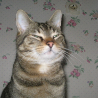 Photo de profil de Sonic