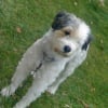 Photo de Choukette, Dalmatien