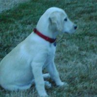 Photo de profil de Chipie