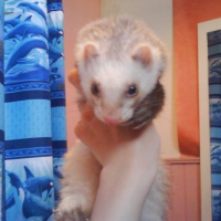 Photo de profil de Maxwell
