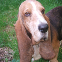 Photo de profil de Merlin