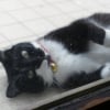 Photo de Gribouille