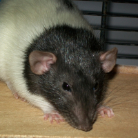 Photo de profil de Aïko