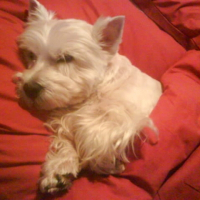 Photo de profil de Rosie du domaine de grandselve