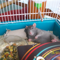 Photo de profil de Shaymin