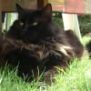 Photo de Stan, Maine Coon