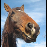 Photo de profil de Roma