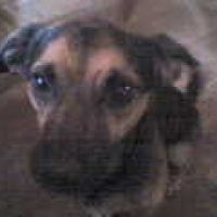 Photo de profil de Rox