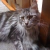 Photo de Colchique, Maine Coon
