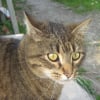 Photo de Chataîgne