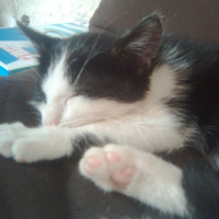 Photo de profil de Pico