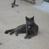 Photo de Simba, Bleu Russe