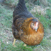 Photo de profil de Daniella