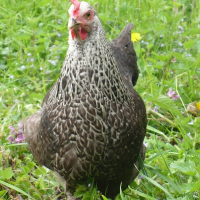 Photo de profil de Tentacule