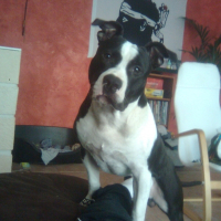 Photo de profil de Demon