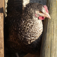 Photo de profil de Cendrillon