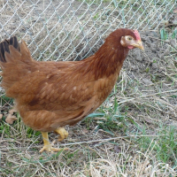 Photo de profil de Roussette
