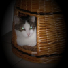 Photo de Tigrou