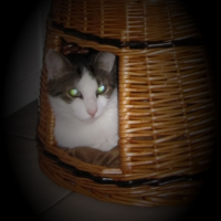 Photo de profil de Tigrou