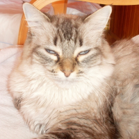 Photo de profil de Yuna