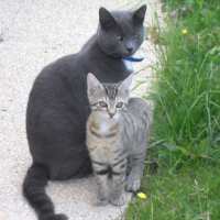 Photo de profil de Simba et pablo