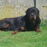 Photo de profil de Oural