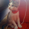 Photo de Yoshi