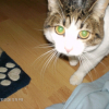 Photo de Cookie