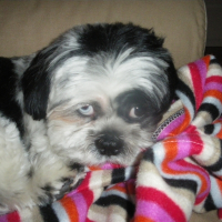 Photo de profil de Loulou