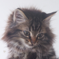 Photo de profil de Biscuit
