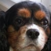 Photo de Sully, Cavalier King Charles Spaniel