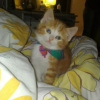 Photo de Timon