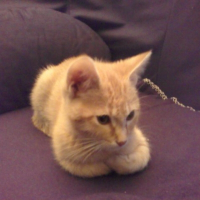 Photo de profil de Dobby