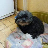 Photo de profil de Moustic