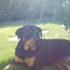 Photo de Cristal, Rottweiler
