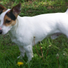 Photo de Kenzo, Jack Russell Terrier