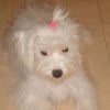 Photo de Chipie