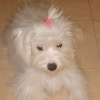 Photo de profil de Chipie