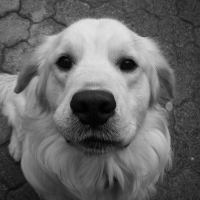 Photo de profil de Cyrius