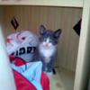 Photo de Diesel